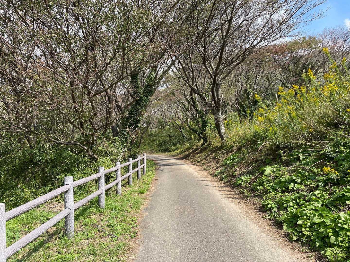 風神山 周回コースの写真