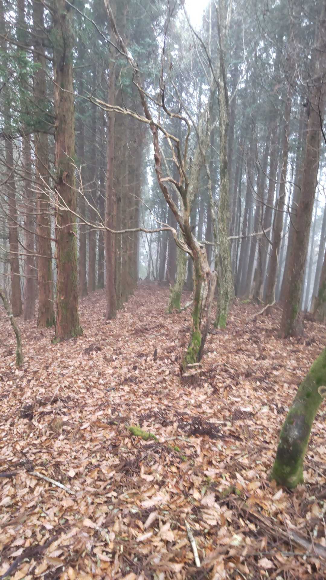 中山峠方面
中山峠～鉄塔点検道～100m直登でココまで来れるはず