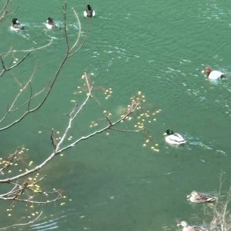 鳥(名前知りません)