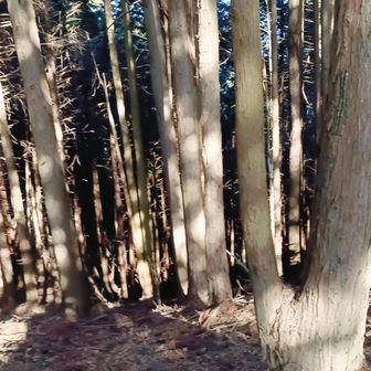 まだ昼だけど北斜面は暗い感じ。