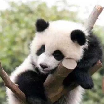 パンダ