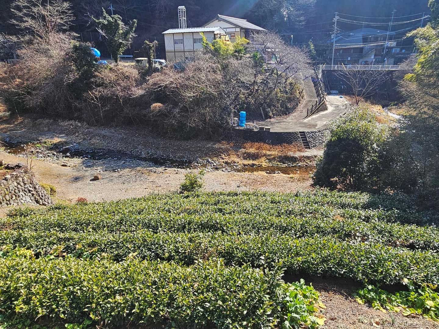 藤野町はお茶作りが盛んだったみたい。今はお茶畑も放棄されて荒れています。