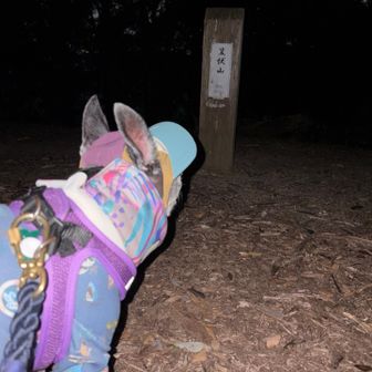 笠伏山
もう真っ暗