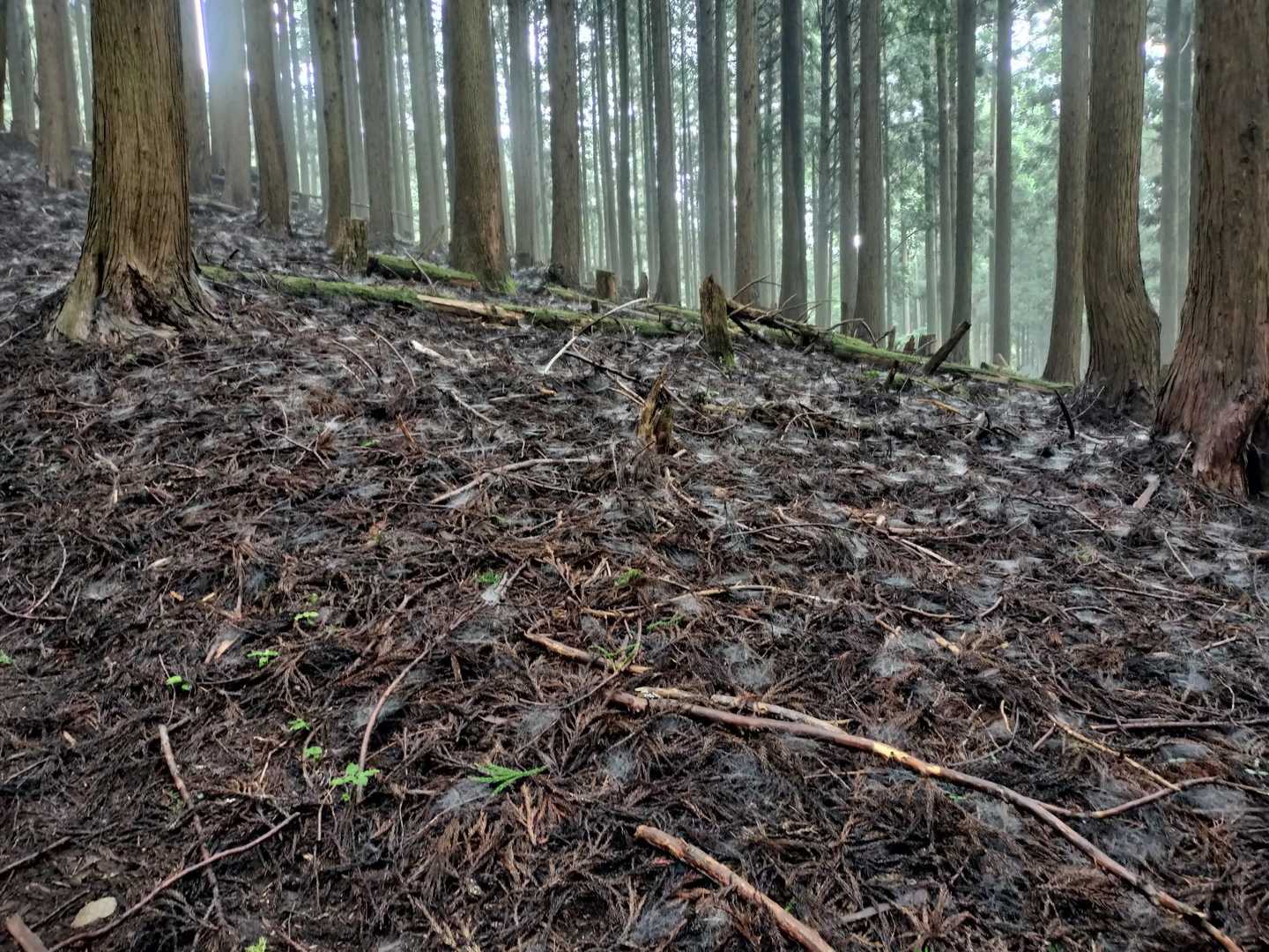 雪っぽく見えますが、小さい蜘蛛の巣が大量😂
