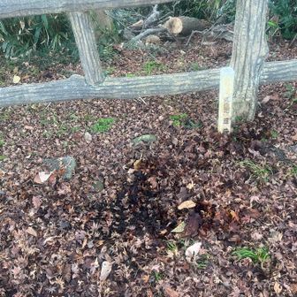 三角点、見えないけど