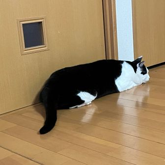 はるぼー