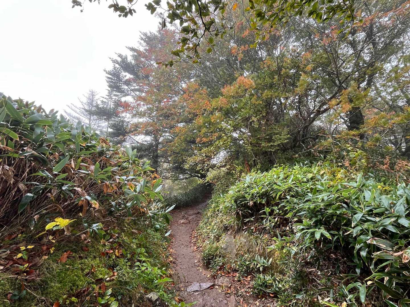 色づいているけど写真じゃ伝わらんな