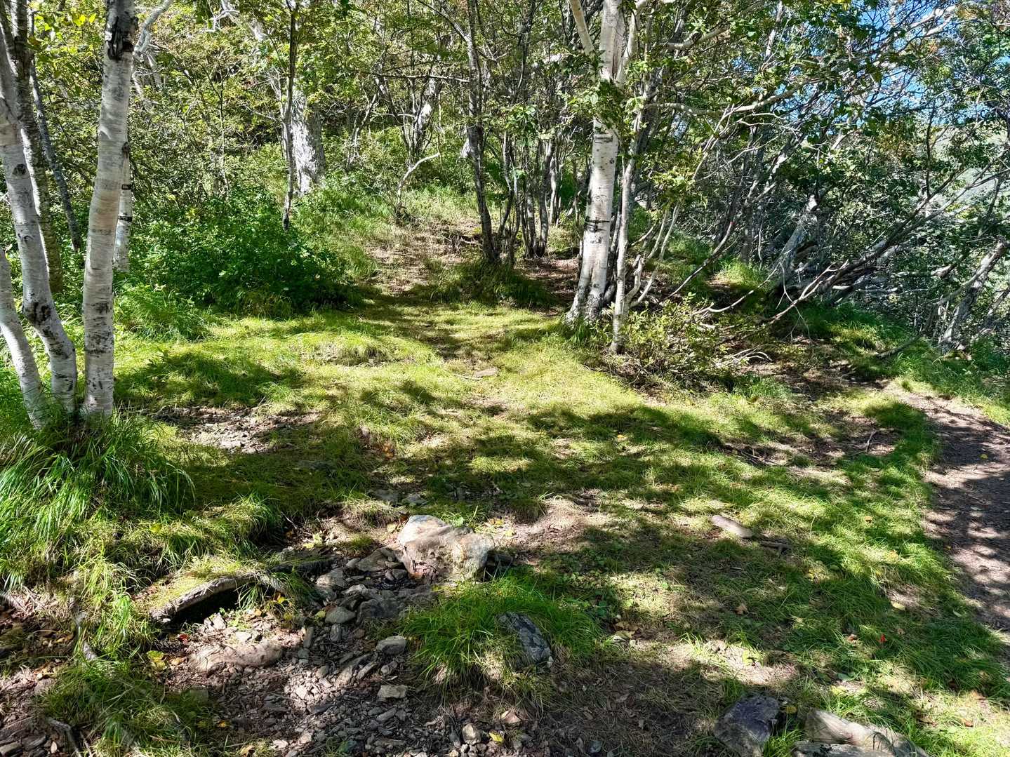 1305地点のテン場🏕️
ここまでで急登の半分を少し過ぎたくらい