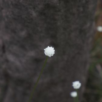 コンペイトウねー、なるほど