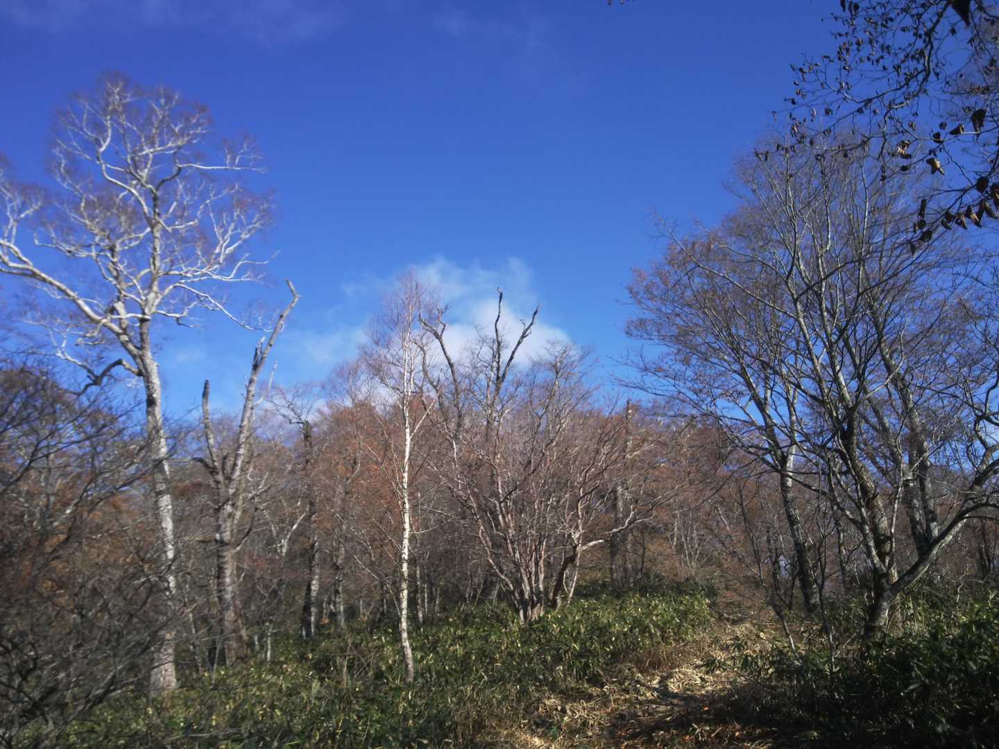 赤沢峠-稲包山 往復コースの写真
