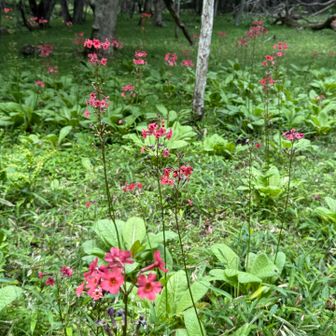 池のほとりにクリンソウが合う〜