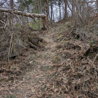 登山でなければ険しいけど、登山として見れば楽々