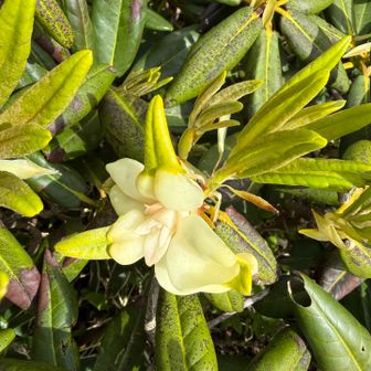 一見すると花のようですが、新葉がもち病に罹ったもの。古い葉の端や中央部、花芽が罹ることもあります。