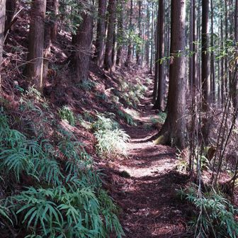 気持ちいい山道です🥾💪