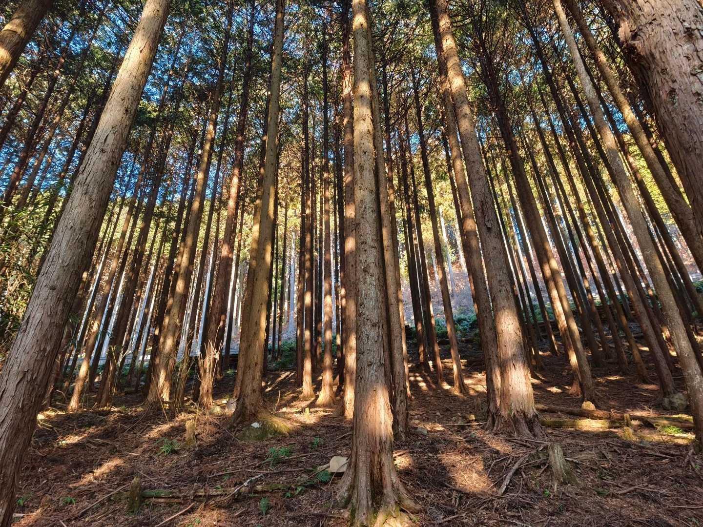 登山道に陽が差してきました。間伐が行き届いた美しい杉林の中を進んでいきます。私はスギ花粉症ですが、今はまだ大丈夫。