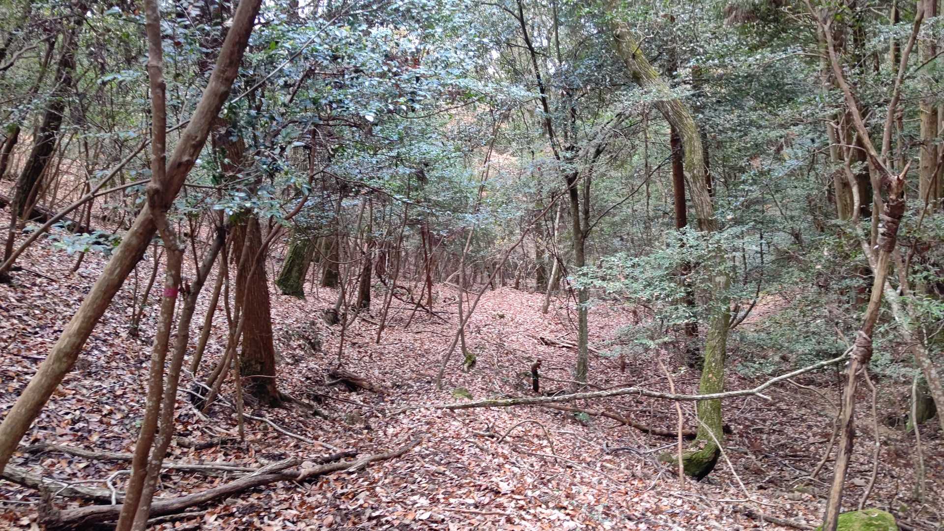 外国山 周回コースの写真