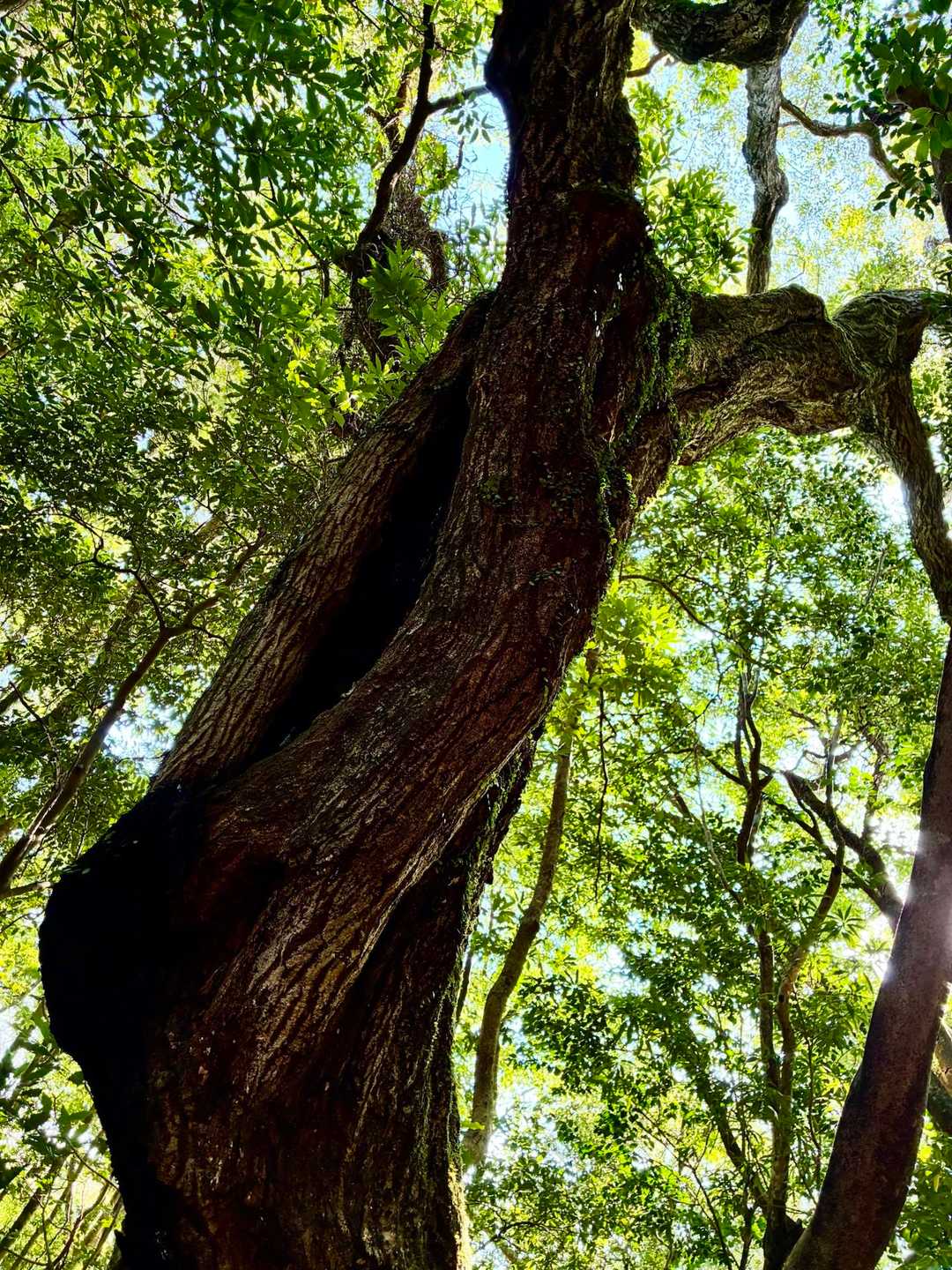朝陣野登山口-朝陣野 往復コースの写真