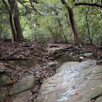 縦走路を戻り立花山へ向かいます
最後の立花山への登りは少し傾斜がキツくなり、濡れているとガッツリ滑る岩も出てくるのでここは頑張って気合いを入れ直します