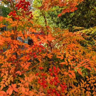 南天、もう正月やな…。