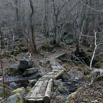入口から木の橋
落葉🍂の下に沢が隠れてたり
するので注意
