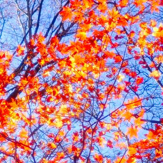 丸山ピークで🍁を📸ﾊﾟｼｬ

ここ丸山でも標札なし！
折り返して加波山へ戻りまーす