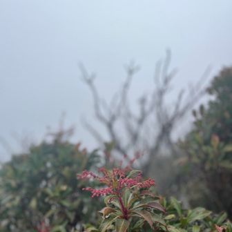 ガッスガスだけどある意味ホワイトクリスマスだわ😏
真っ白けっけ