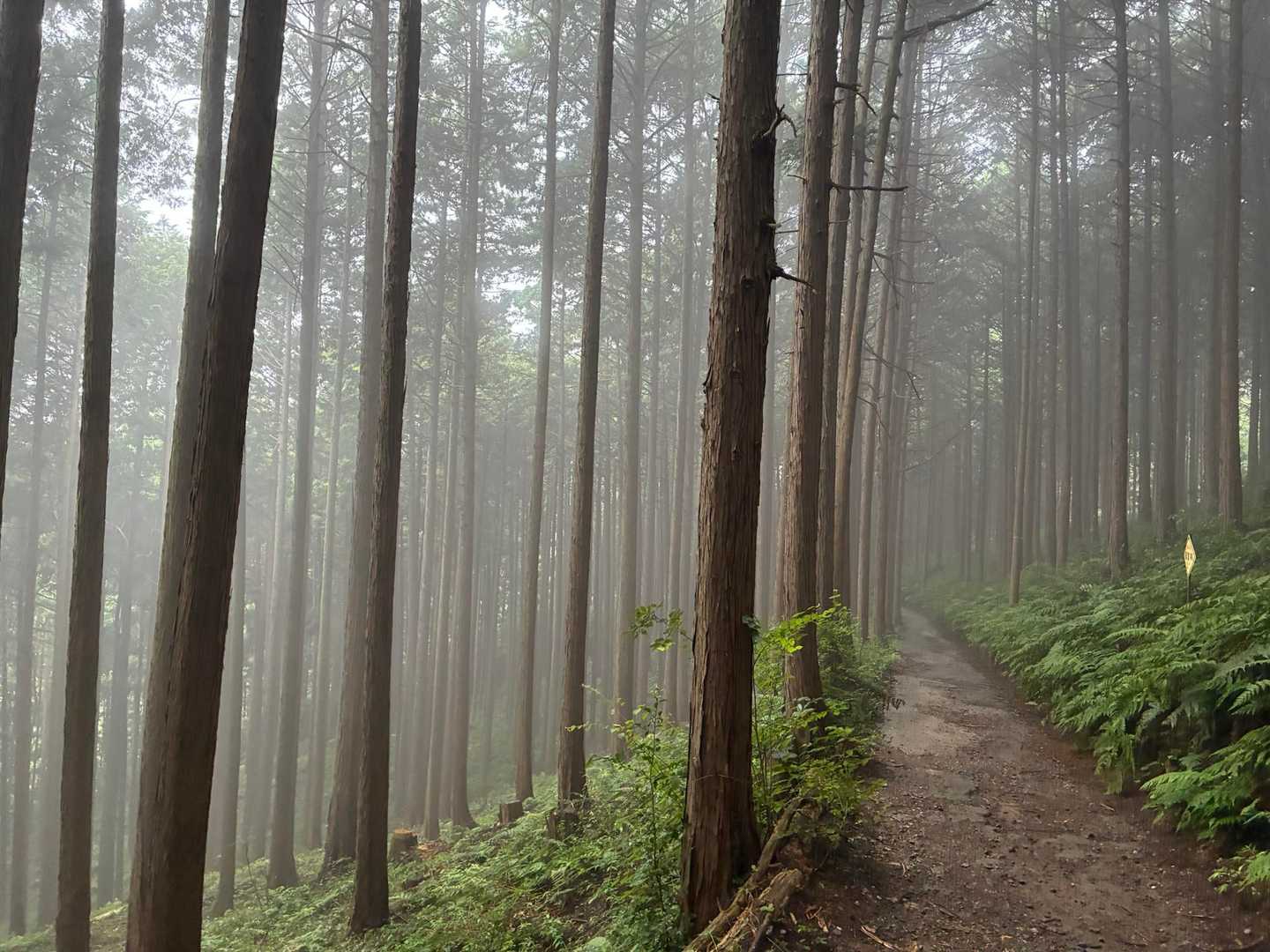 ちょっと幻想的