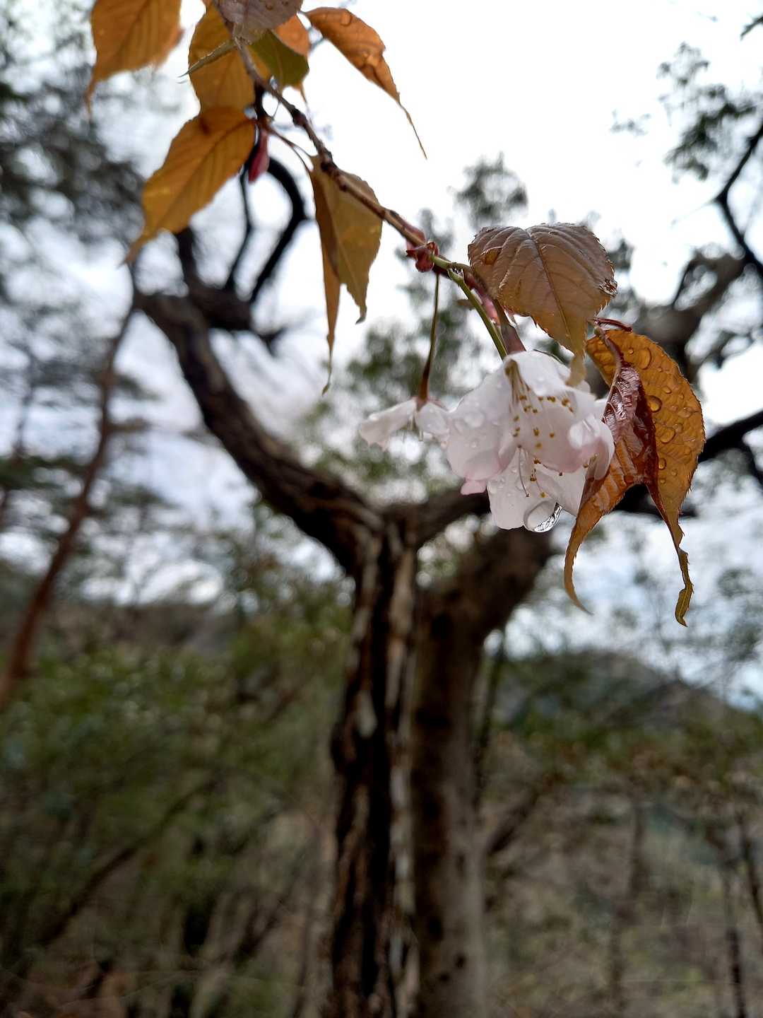 山サクラ