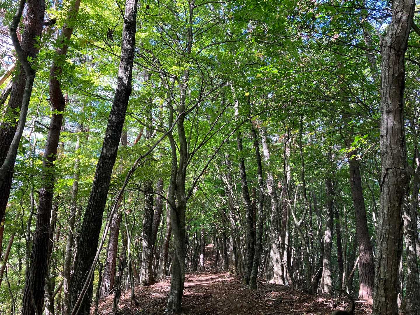 登山道