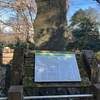 津久井城山山頂⛰️