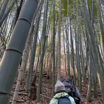竹林の急登