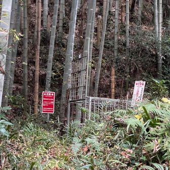 猪の罠には何もかかってはいませんでした🪤このすぐ先にゲートがあって、行きにお借りした猪除けの鈴をお返ししました🛎️🐗ありがとうございました🙇‍♂️無事でした😅👍