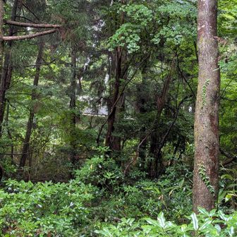 四塚村山
奥にある電波塔あたりに三角点があるみたいだけどランパンの藪漕ぎはきついので林道でストップ