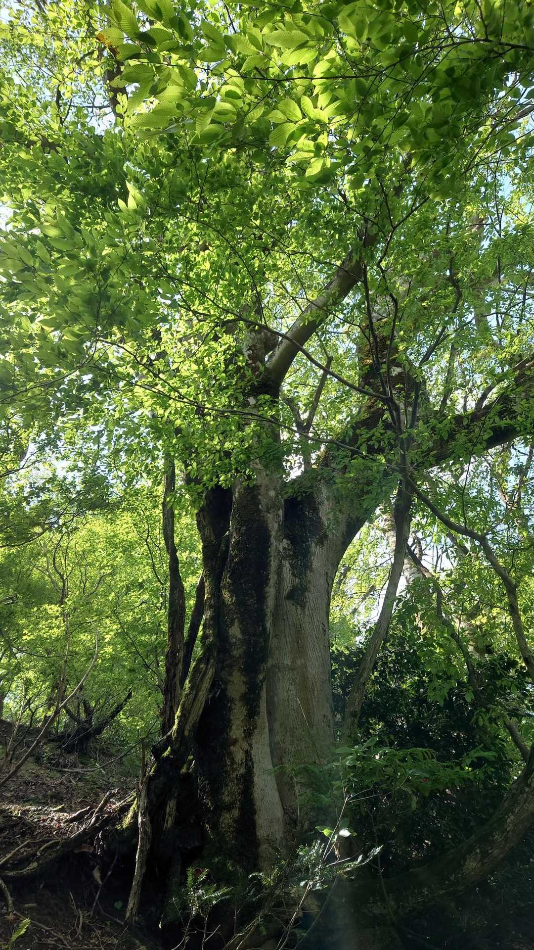 ドドーン🌳