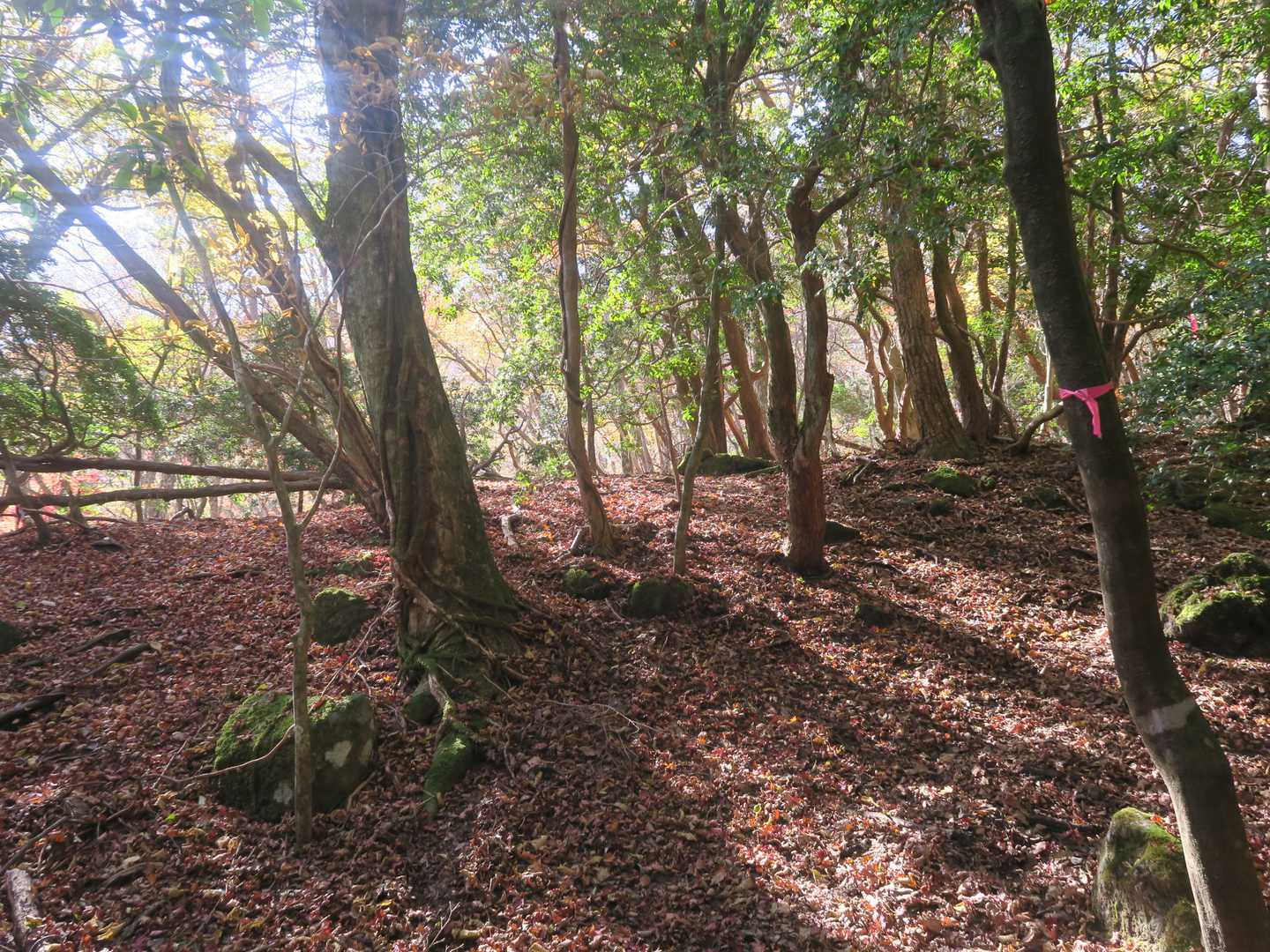 へべ山（960ｍ）への分岐に出る。
