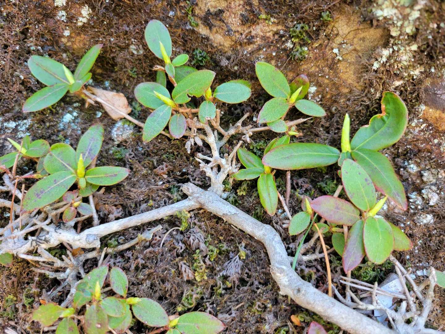 ヒカゲツツジは蕾