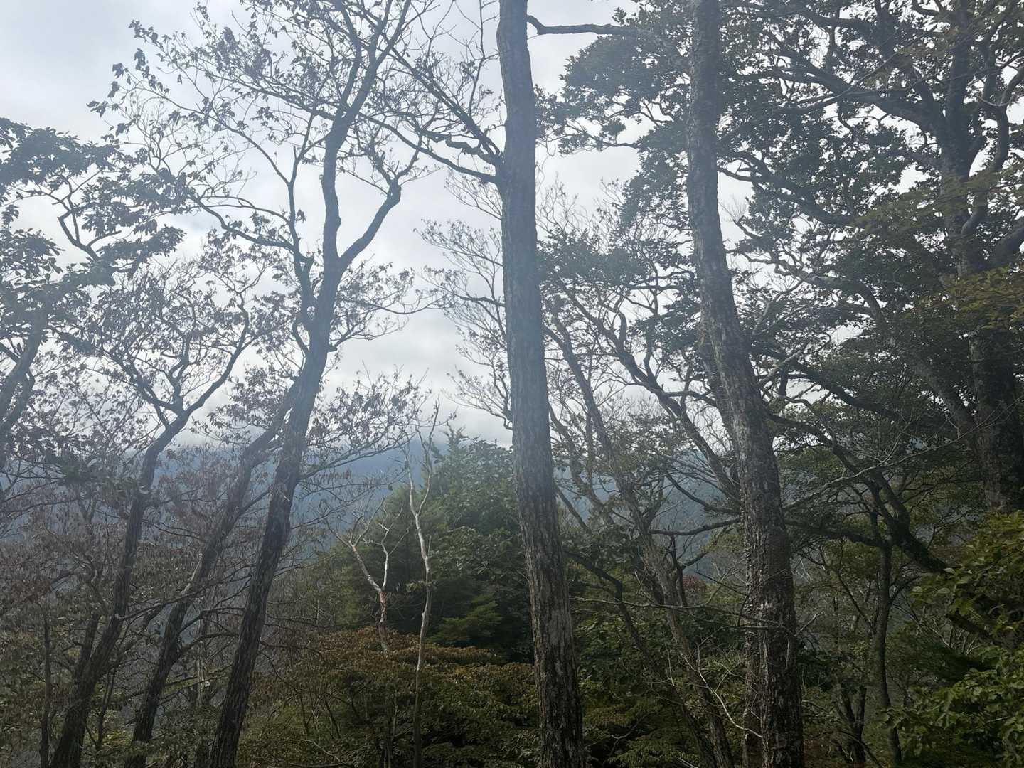 三ツ峠、本社ヶ丸もチラチラ
天気が良かったら富士山もちょっと見れそう