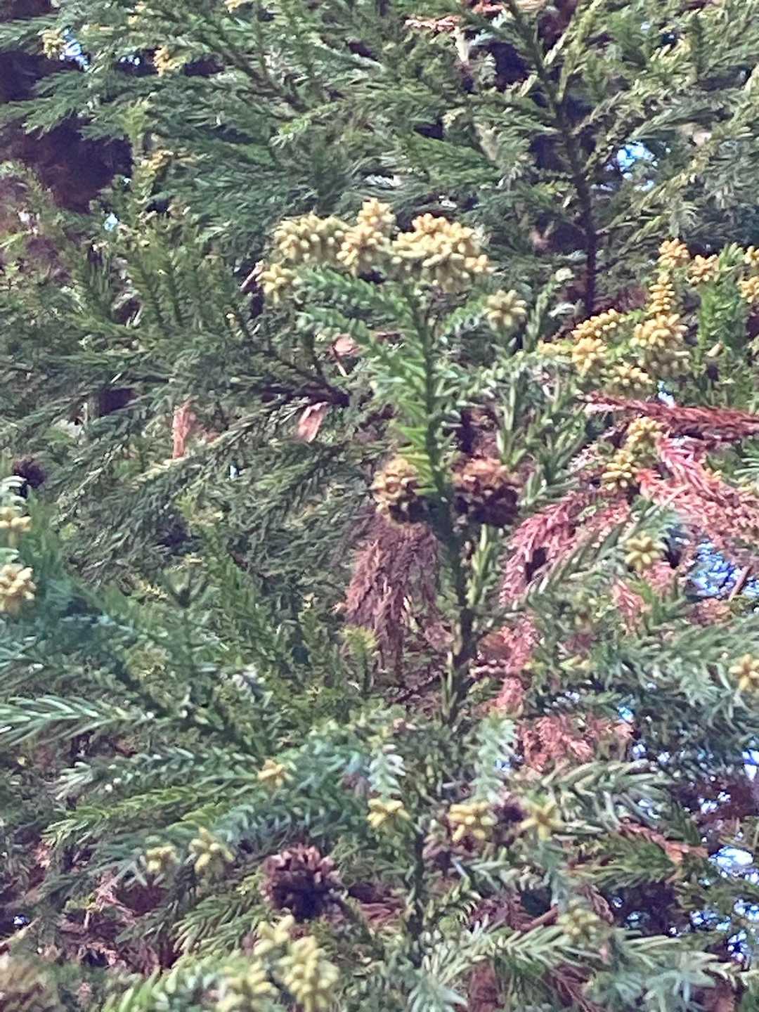 枝の先に花粉をためているヒノキ。茶色のヒノキボールも付いている。
➡︎スギの間違いでした。とっこさん、いつもありがとうございます。

