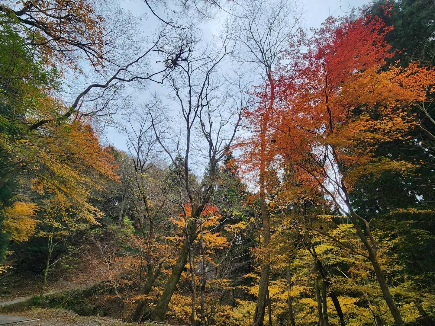 くらがり渓谷-本宮山 往復コースの写真