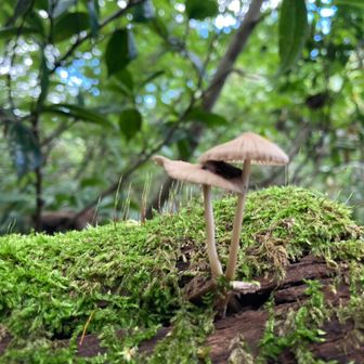 みちくさキノコ