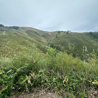 下山中に、山頂辺りを見上げました！
毎年の野焼きのおかげで、たくさんの花たちが咲くようです。