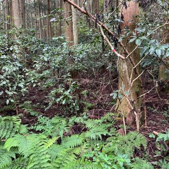 東篠山から分岐まで降りてきて
少し進んだここから
グレーの花尾山への取り付き
赤白テープが目印