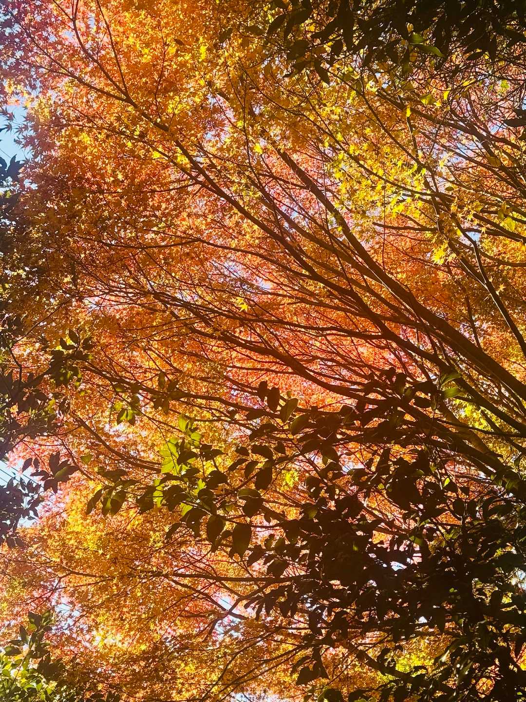 なかなかの紅葉道