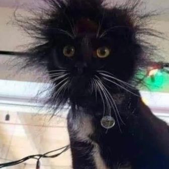 じゃがいもポテト