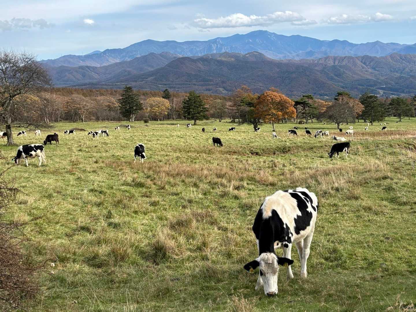 美し森山-天女山 周回コースの写真