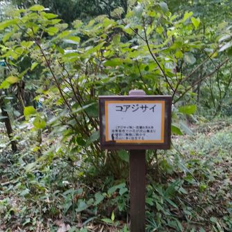 コアジサイなど大切に守られています