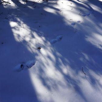 動物の足跡