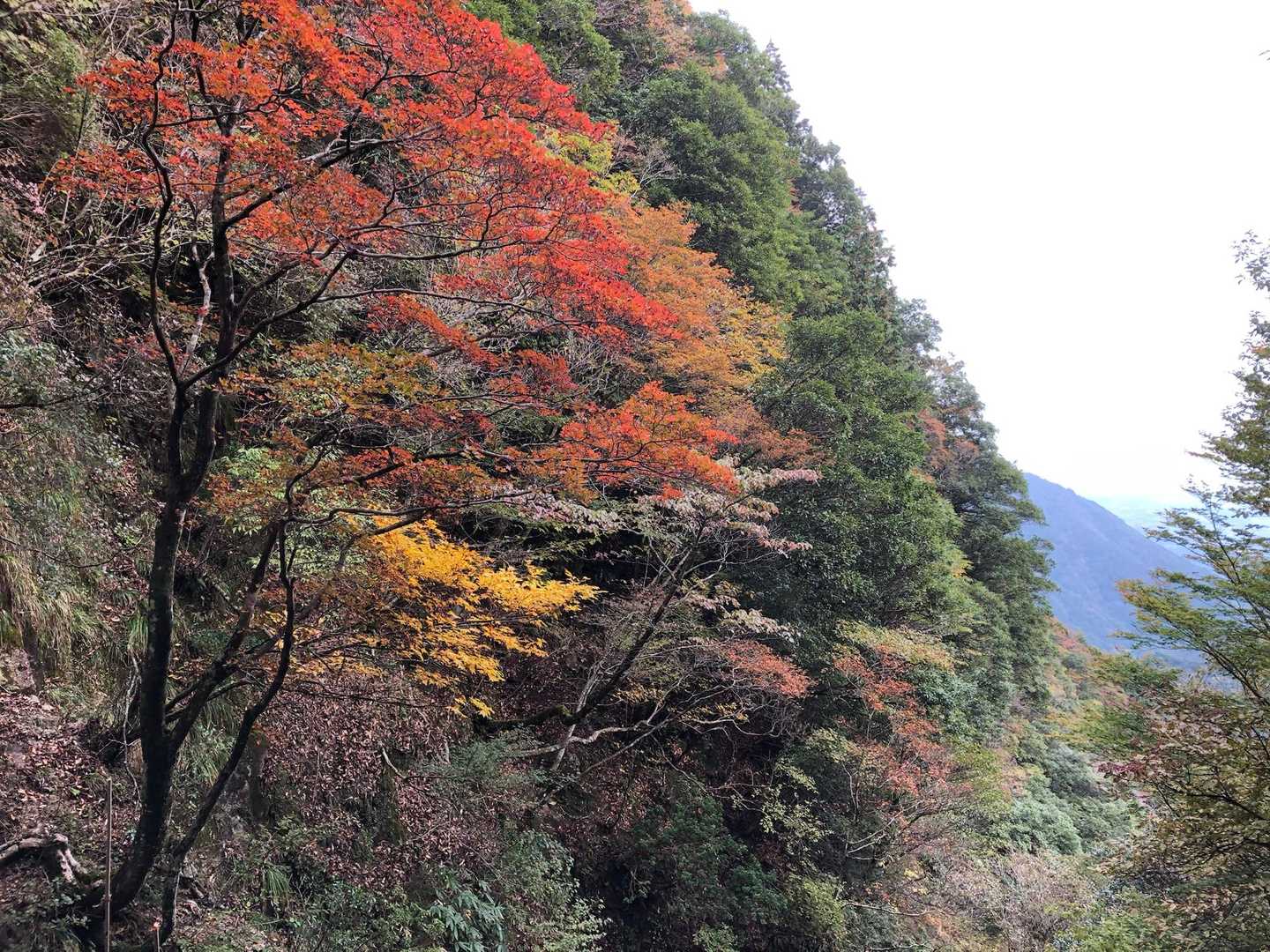 紅葉！