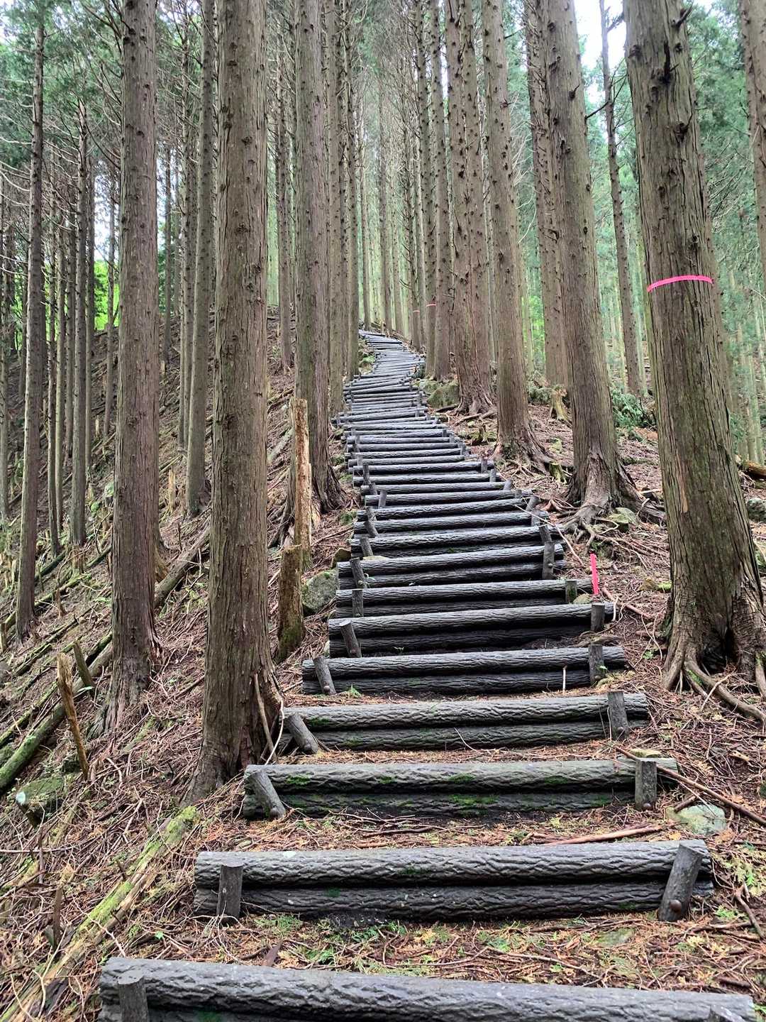 尼ヶ岳 往復コースの写真
