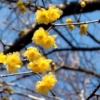 どこからか花の香りがすると上を見上げるとロウバイ
青空と黄色が綺麗
青空にロウバイの灯り